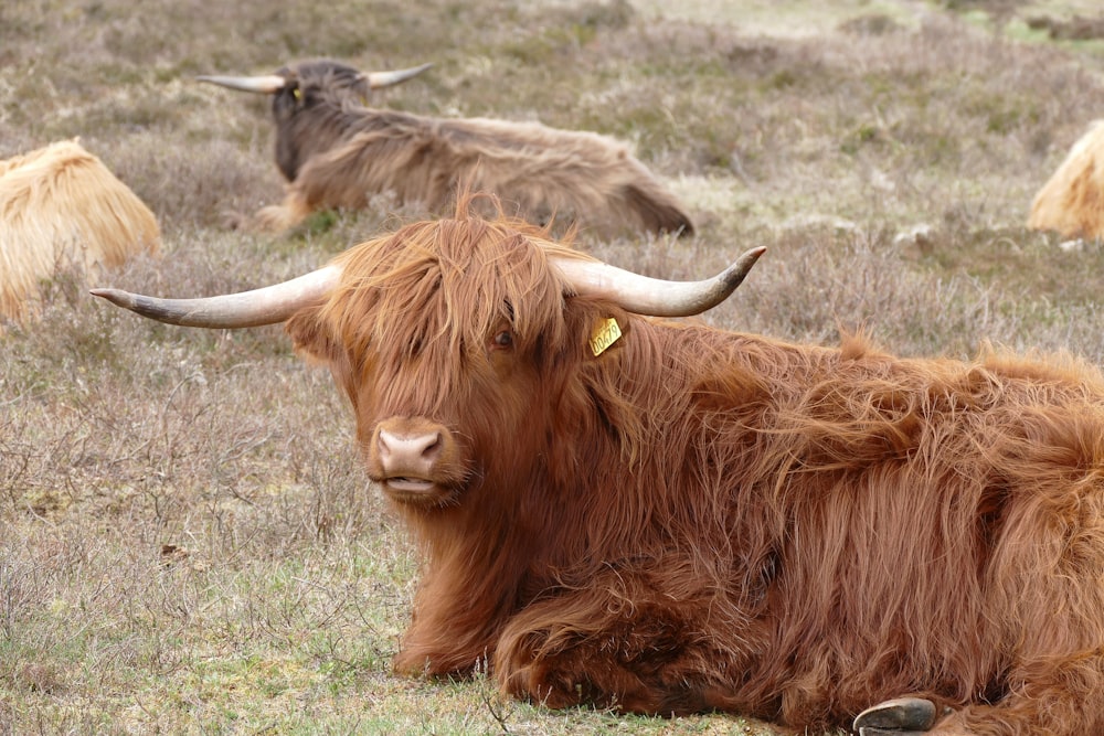 brown yak on green grass field during daytime