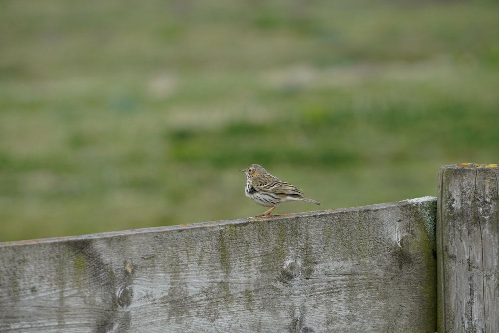 brown bird on gray wooden fence during daytime