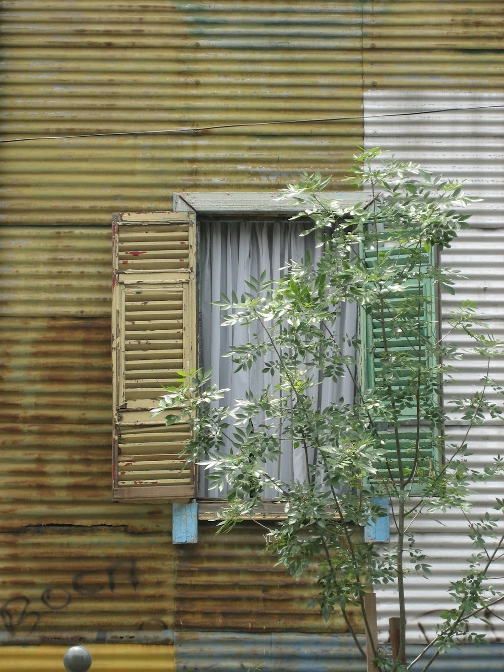 green plant on brown wooden wall