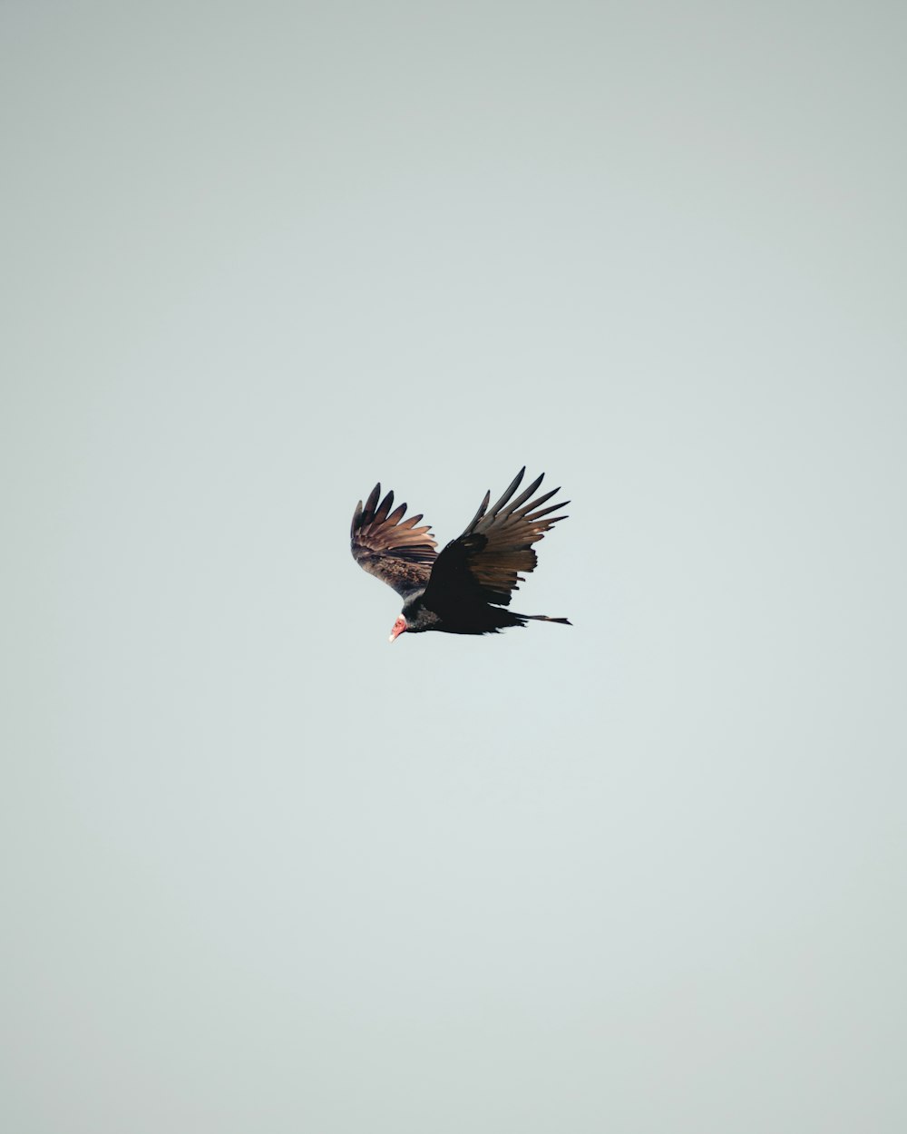 black and red bird flying