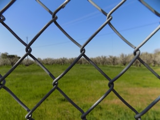 A chain-link fence in the foreground with a green grassy field behind it. The background features a line of trees, possibly an orchard, all under a clear blue sky.