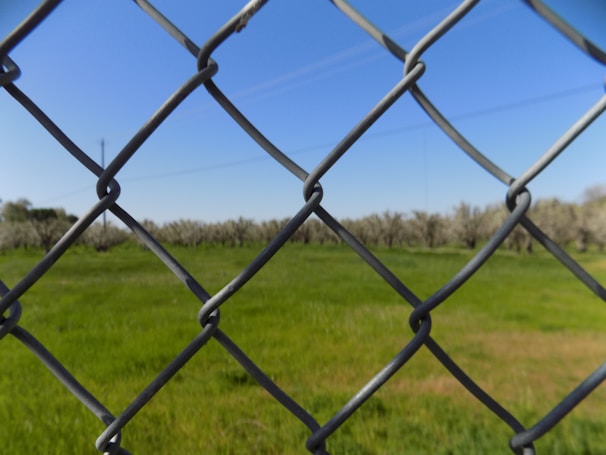 A chain-link fence in the foreground with a green grassy field behind it. The background features a line of trees, possibly an orchard, all under a clear blue sky.