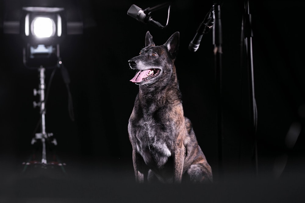 brown and black short coated dog