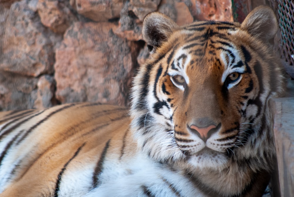 tiger near brown rock formation during daytime