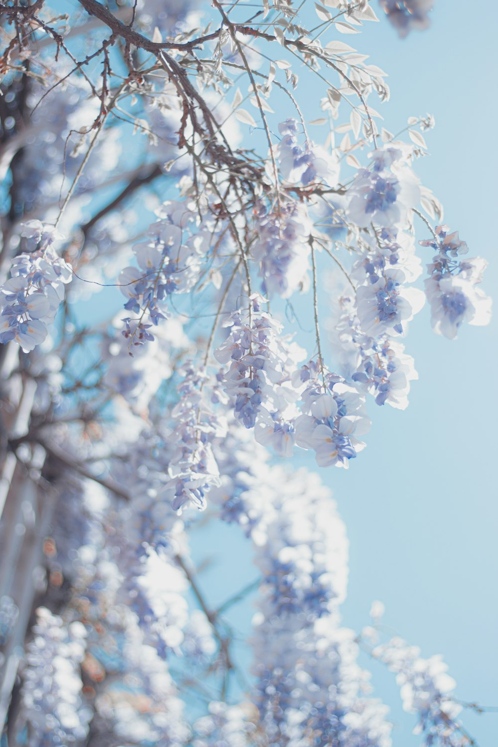 fleurs blanches dans une lentille à bascule