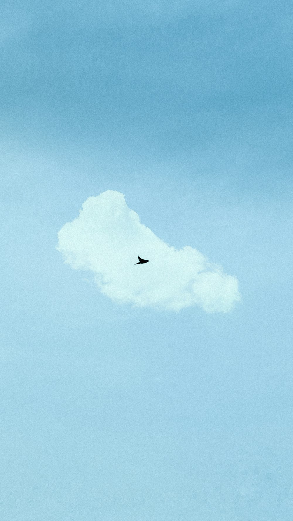 낮에 푸른 하늘 아래 날아다니는 검은 새