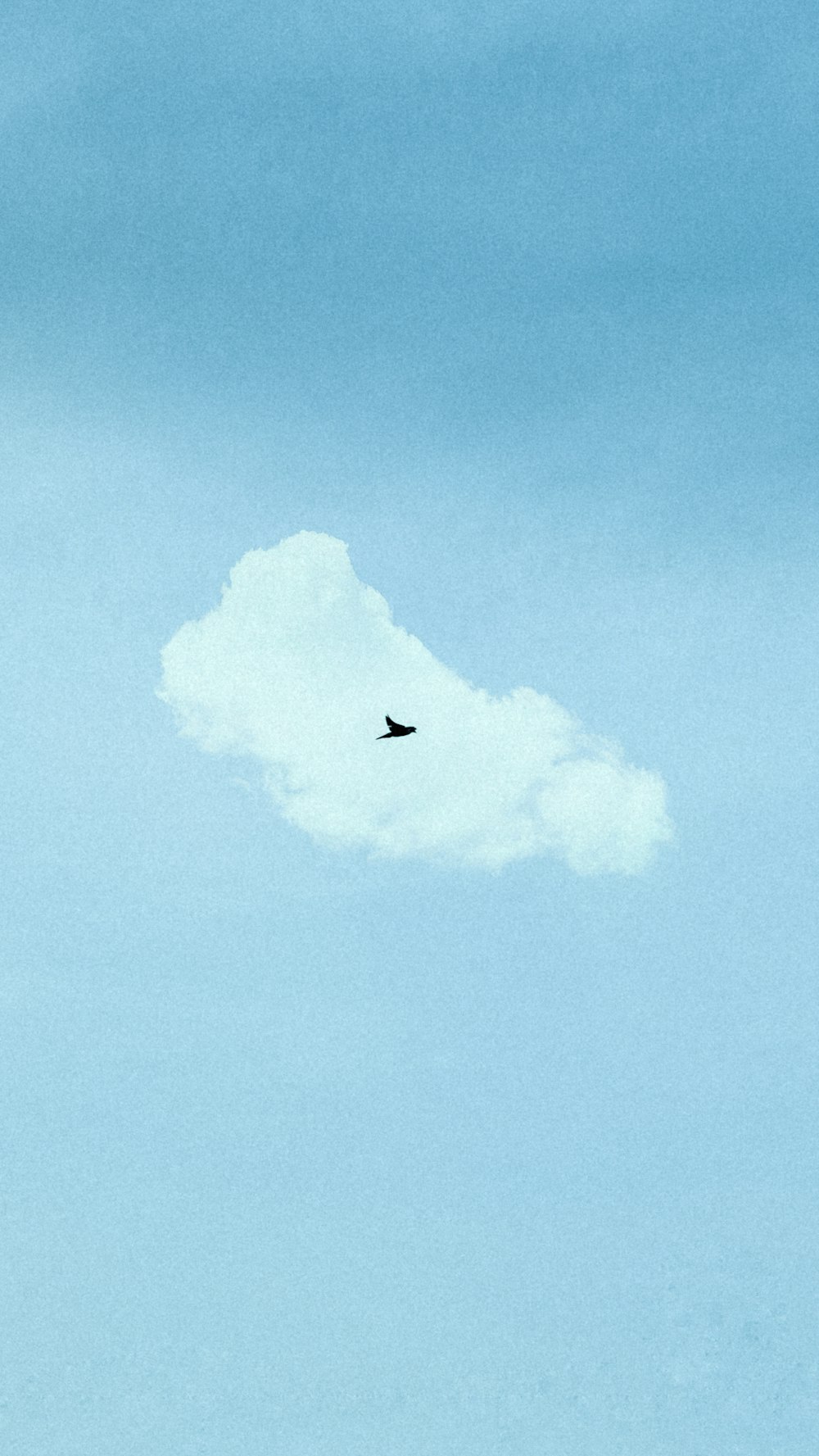 Schwarzer Vogel fliegt tagsüber unter blauem Himmel