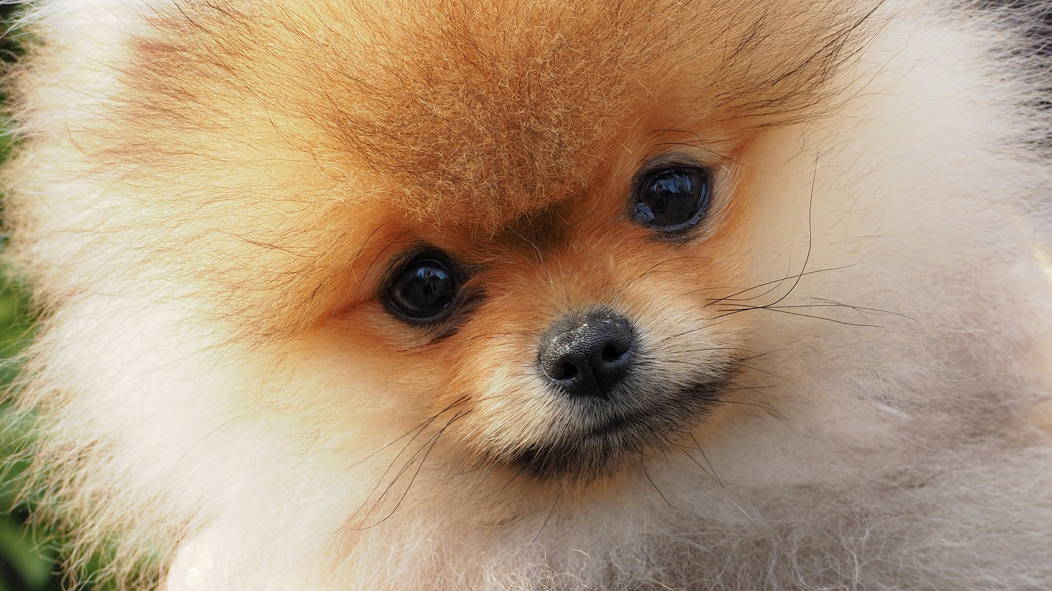 Photo by wimvanteinde