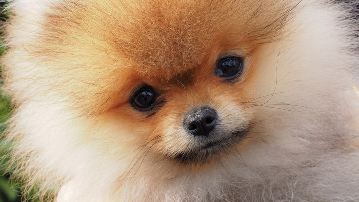 A fluffy Pomeranian puppy is gazing directly with wide, curious eyes. The fur is voluminous and soft, blending shades of orange and cream.