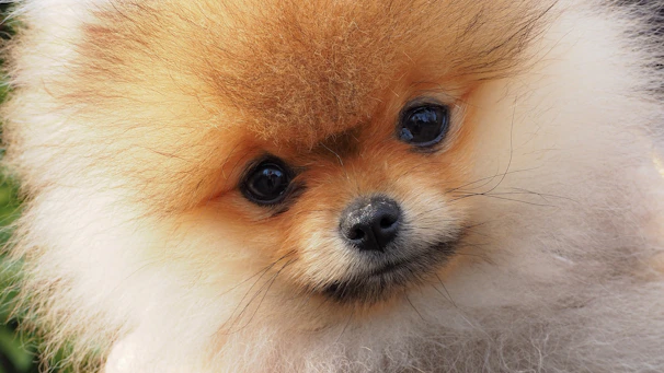 A close-up of a fluffy Pomeranian with a curious expression