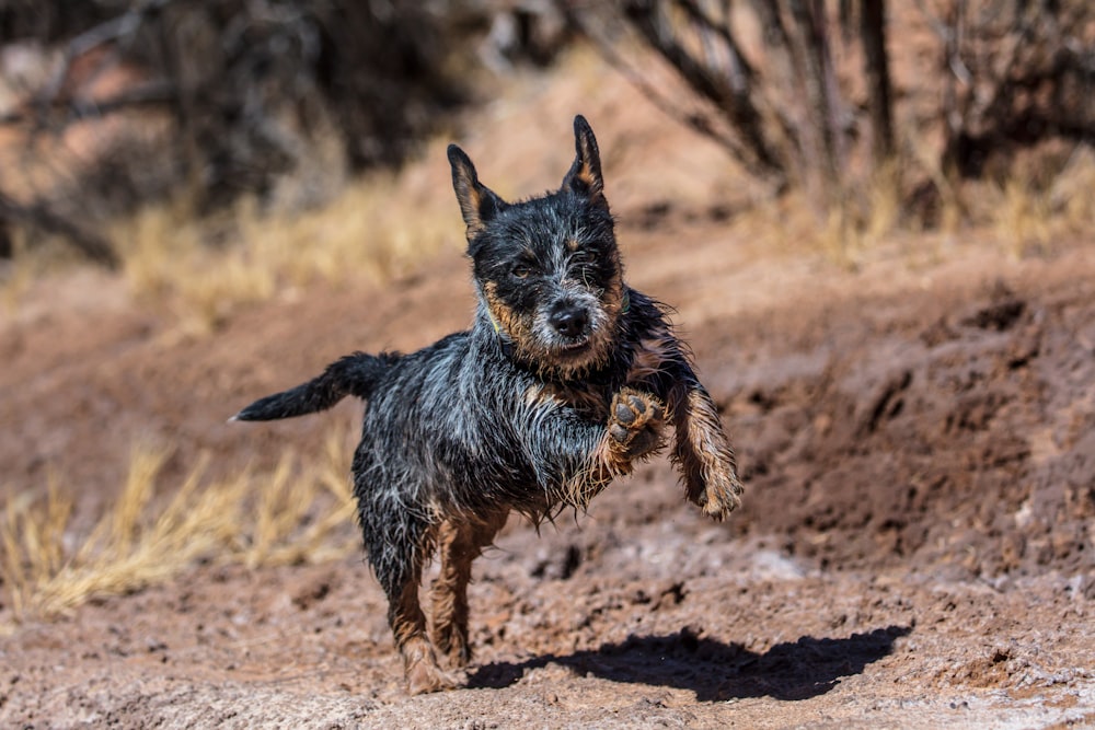 Piccolo cane nero e marrone dal pelo lungo che corre sul campo marrone durante il giorno