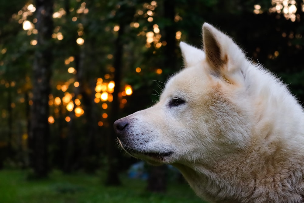 white short coated dog near green trees during daytime