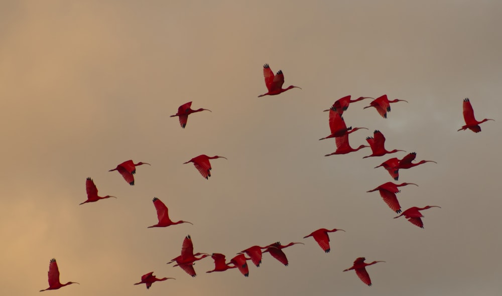 flock of birds flying under white sky during daytime