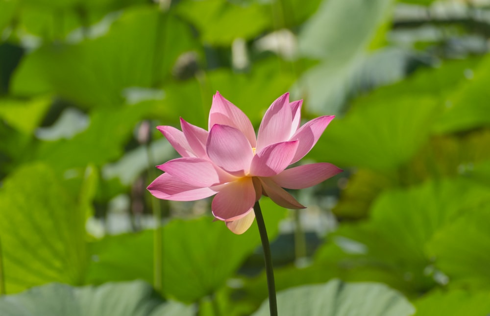 pink lotus flower in bloom during daytime