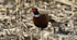 brown and black bird on brown grass during daytime