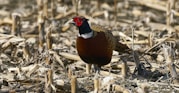 brown and black bird on brown grass during daytime