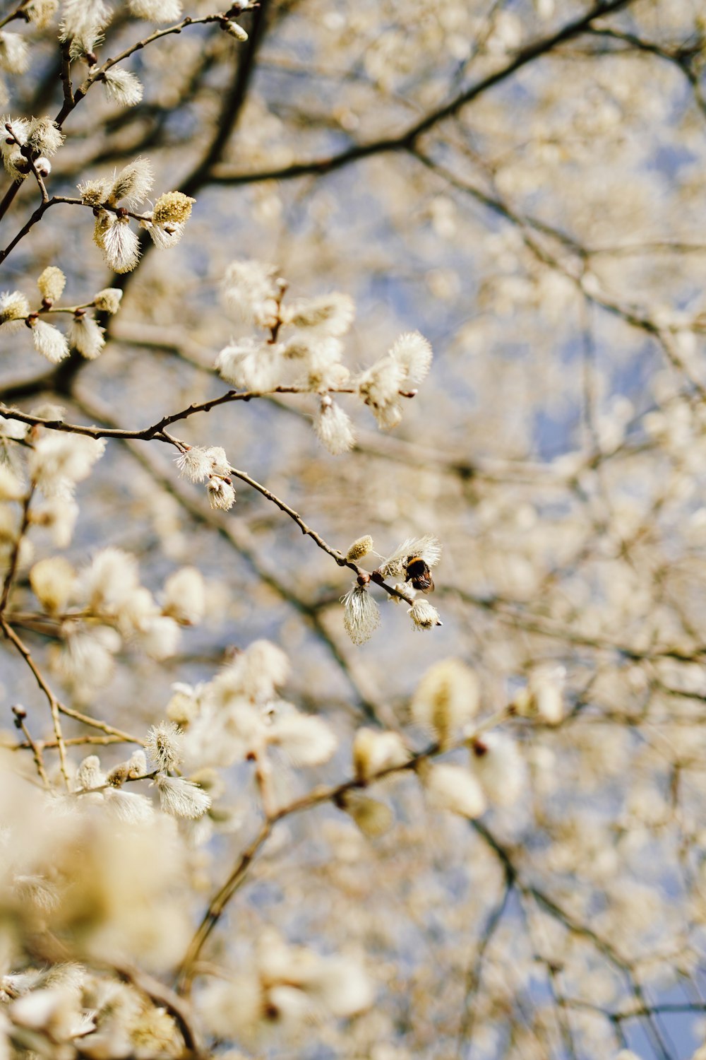 White Cherry Blossom en fotografía de primer plano