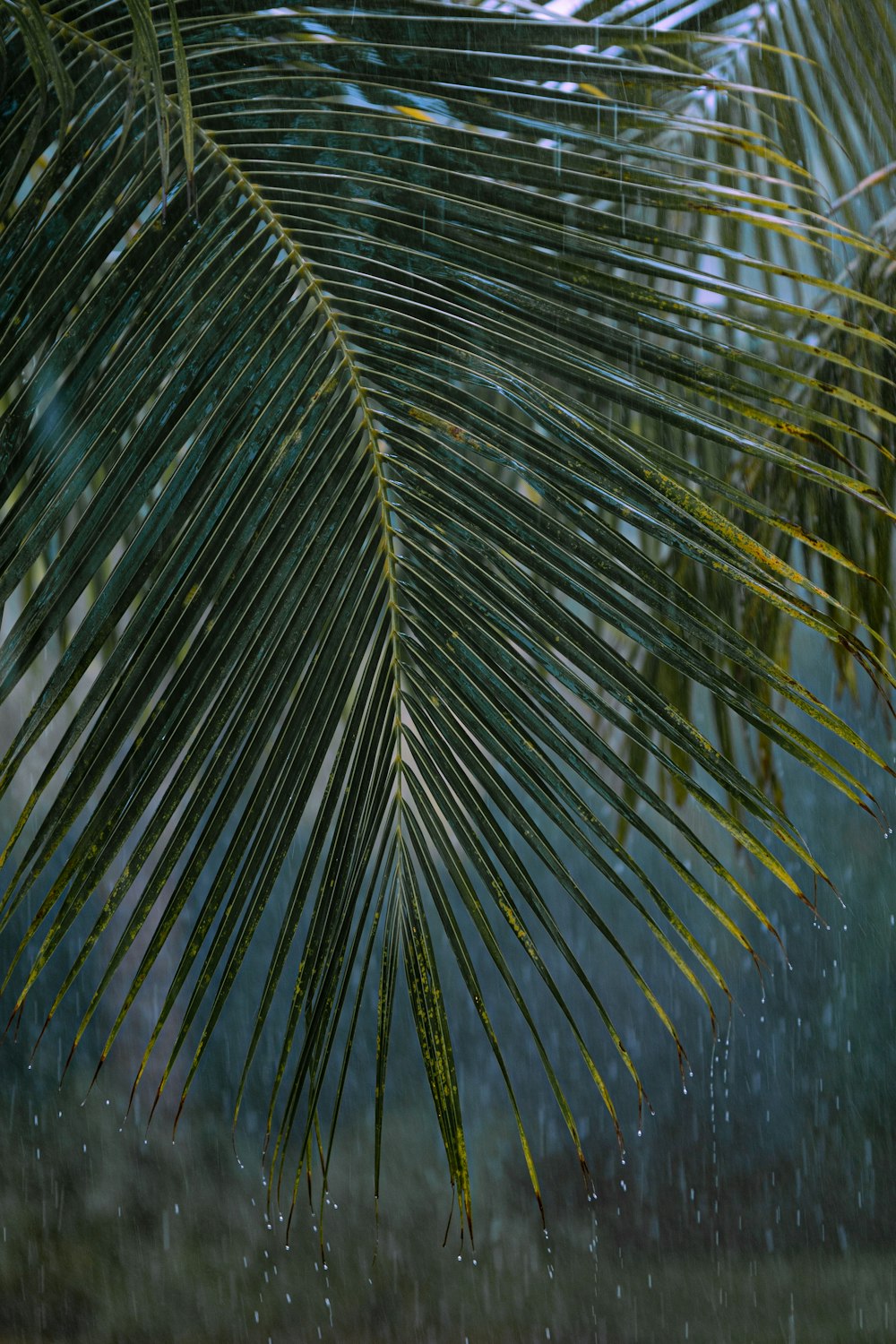 green palm tree during daytime