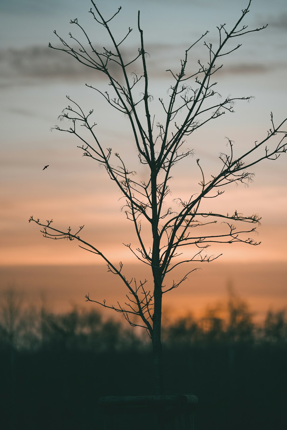 leafless tree during golden hour