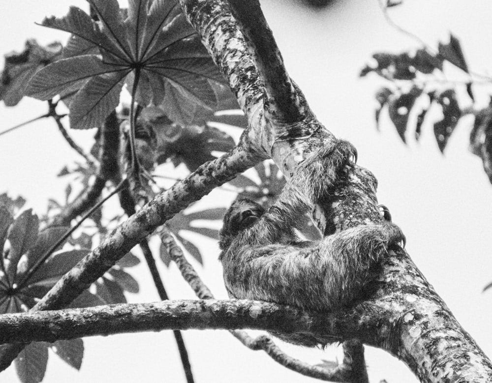 Foto en escala de grises de la rama de un árbol