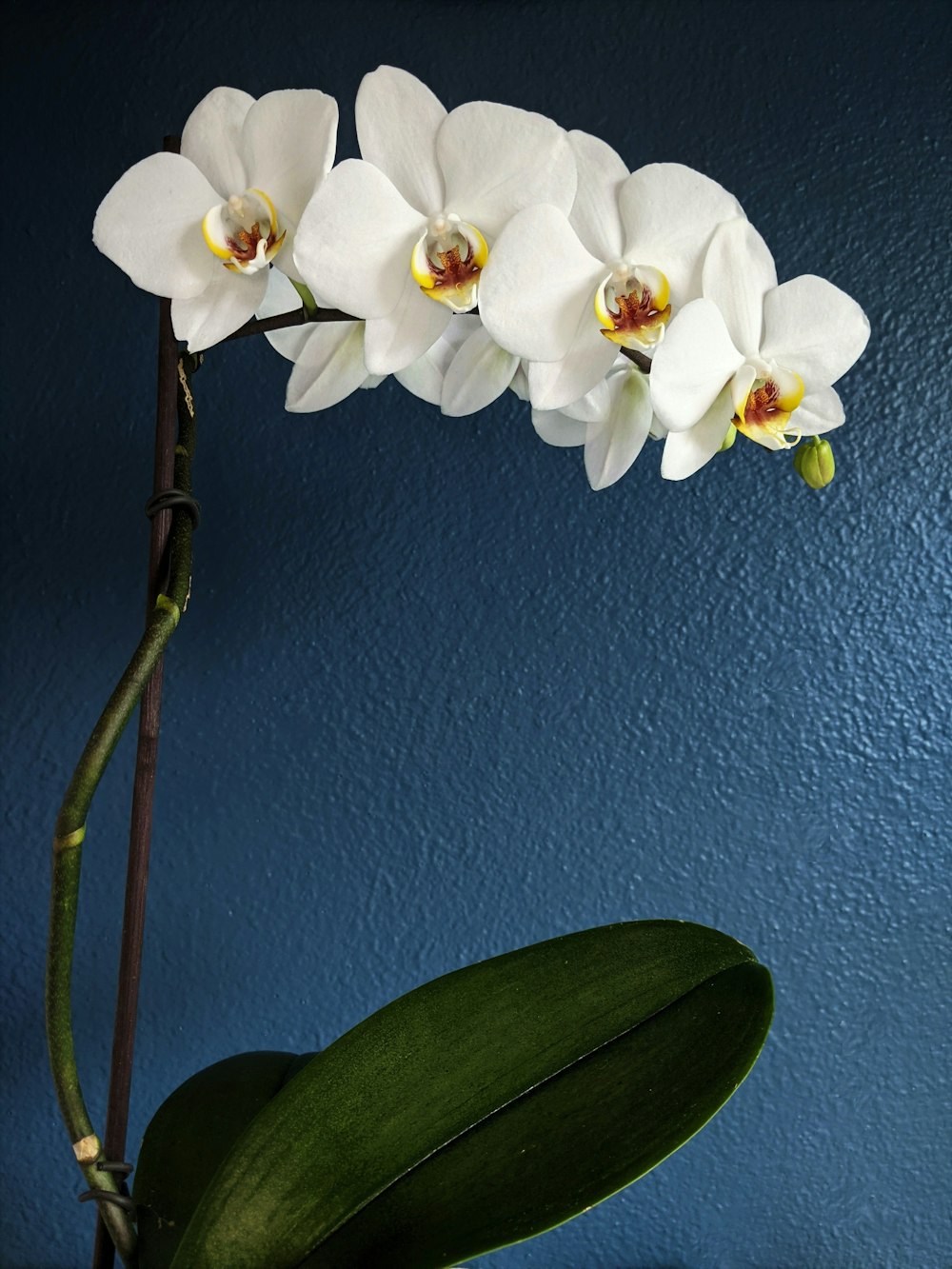 white flower with green leaves