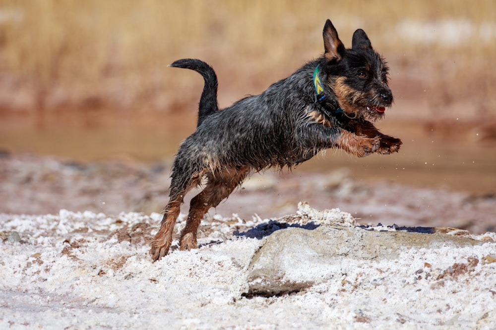 Cucciolo di Yorkshire terrier nero e marrone che corre sulla spiaggia durante il giorno