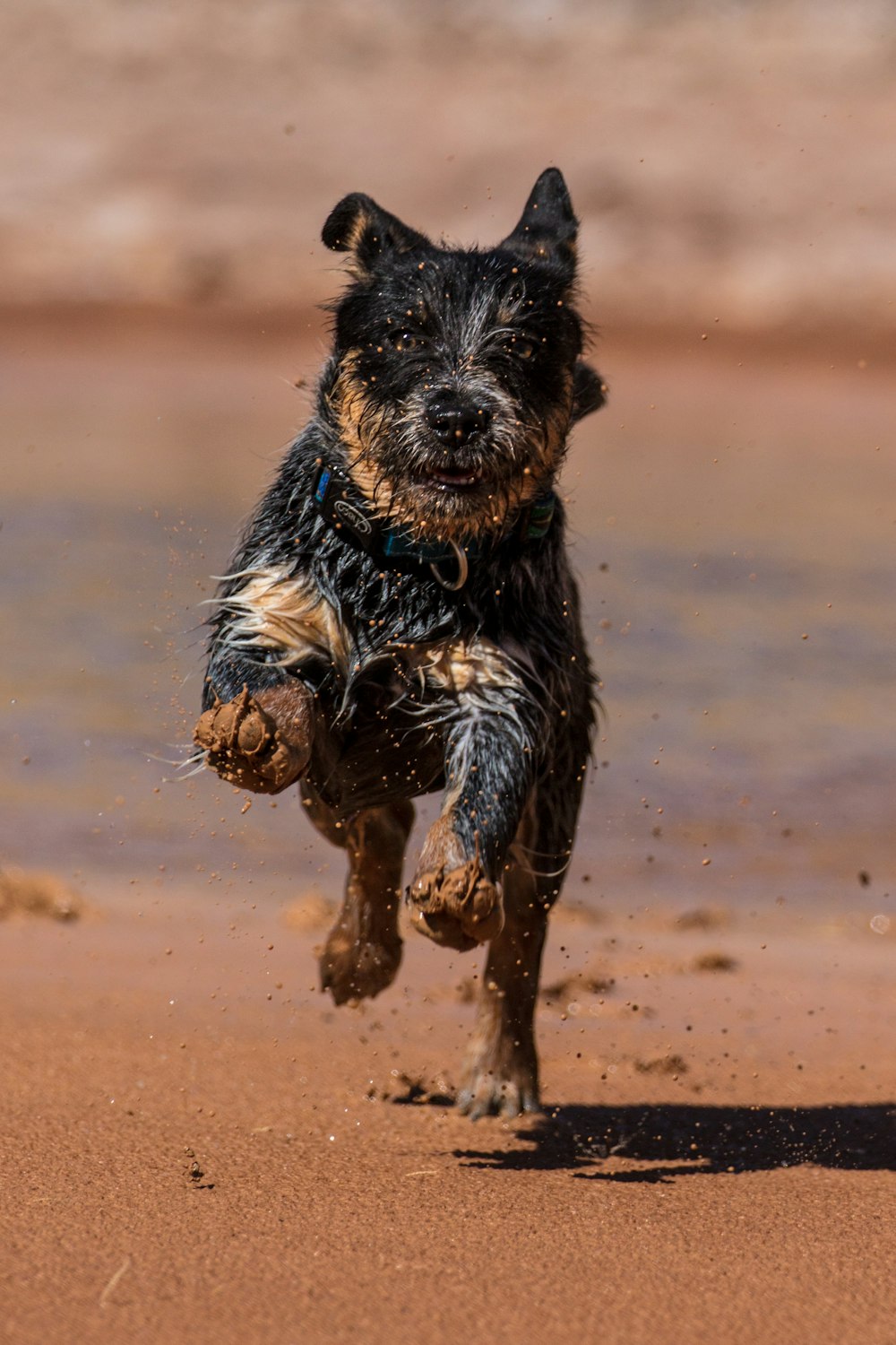 Perro negro y marrón de pelaje corto corriendo sobre arena marrón durante el día