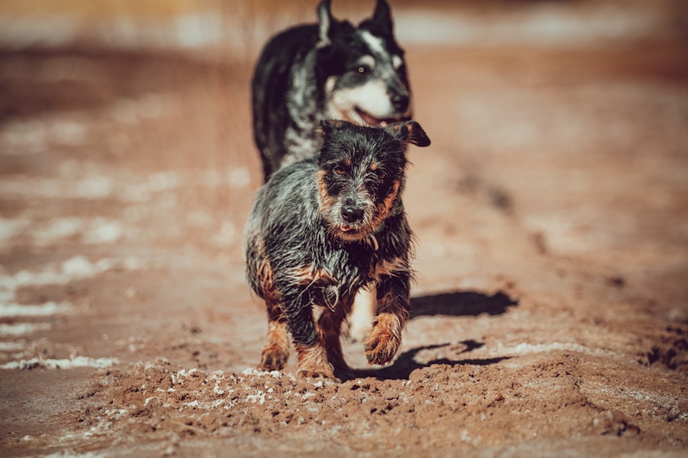 black and brown short coated dog on brown sand during daytime