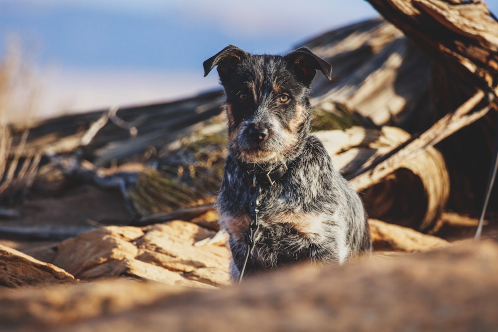 black and white short coated dog sitting on brown rock during daytime