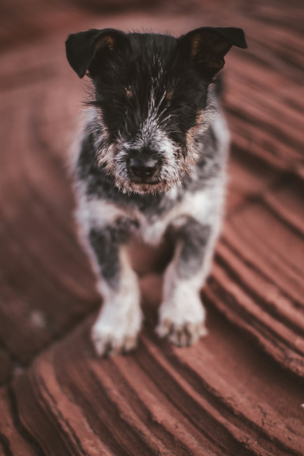 noir et blanc chien de petite taille à poil court sur textile rouge