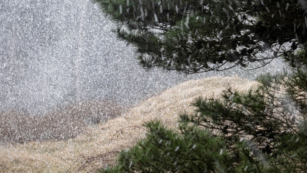 日中の水域近くの緑の芝生