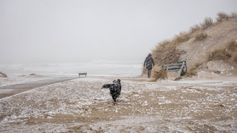 black and white short coated dog walking on brown sand during daytime