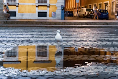 A gull reflected in a puddle on a cobbled street