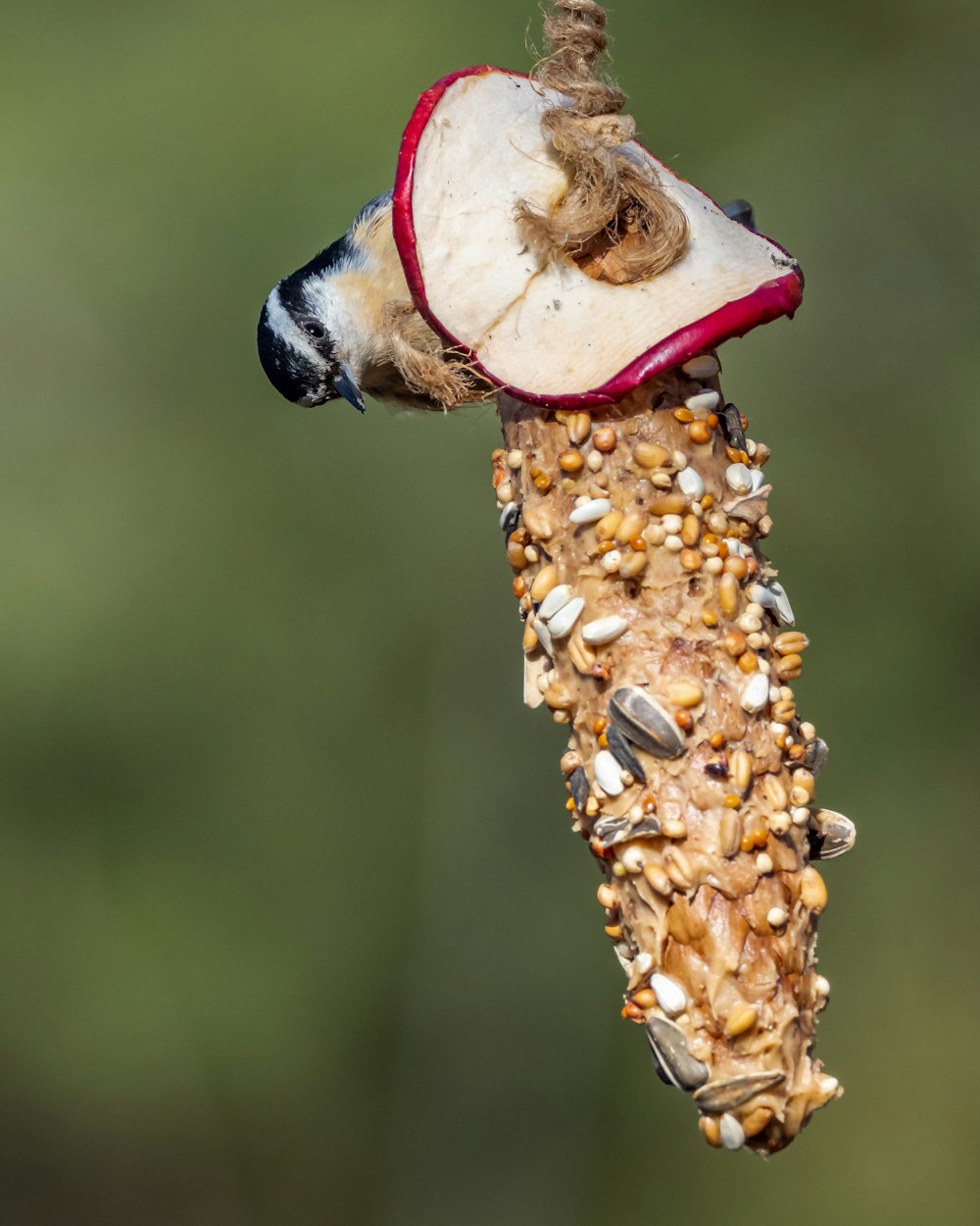 white and red bird on brown corn