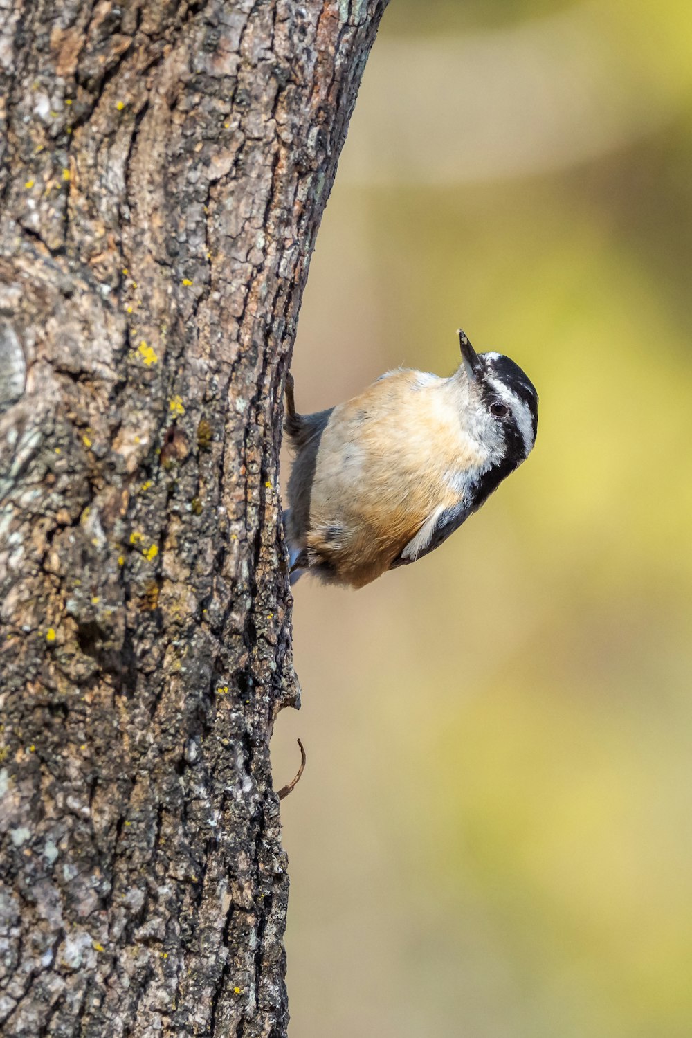 brown and black bird on tree branch during daytime