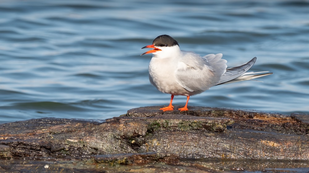 white and black bird on brown rock near body of water during daytime