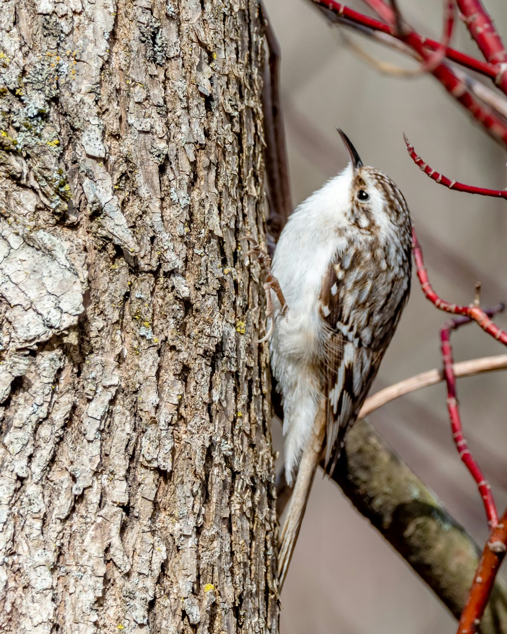 Oiseau blanc et brun sur branche d’arbre brun