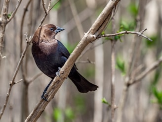 blue and brown bird on brown tree branch during daytime