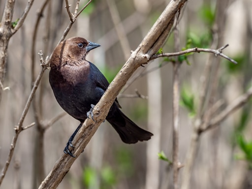 blue and brown bird on brown tree branch during daytime