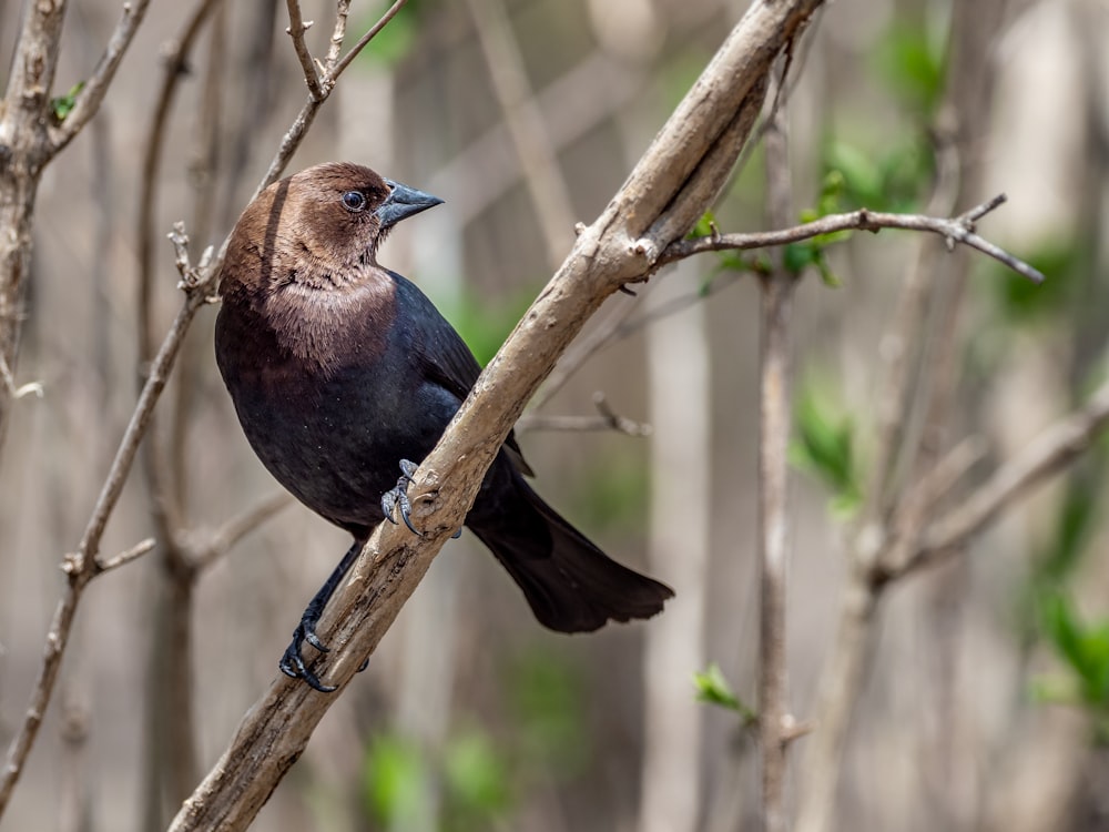 blue and brown bird on brown tree branch during daytime