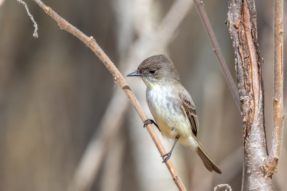 brown and white bird on brown tree branch