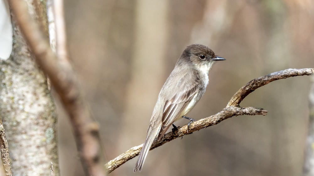 brown and white bird on brown tree branch