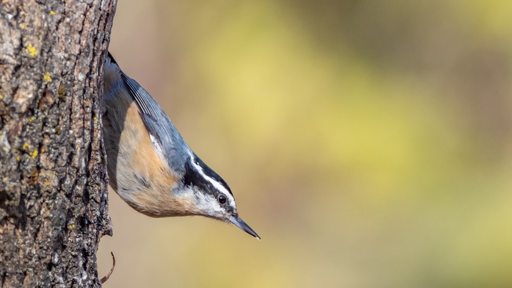 brown and gray bird on brown tree branch