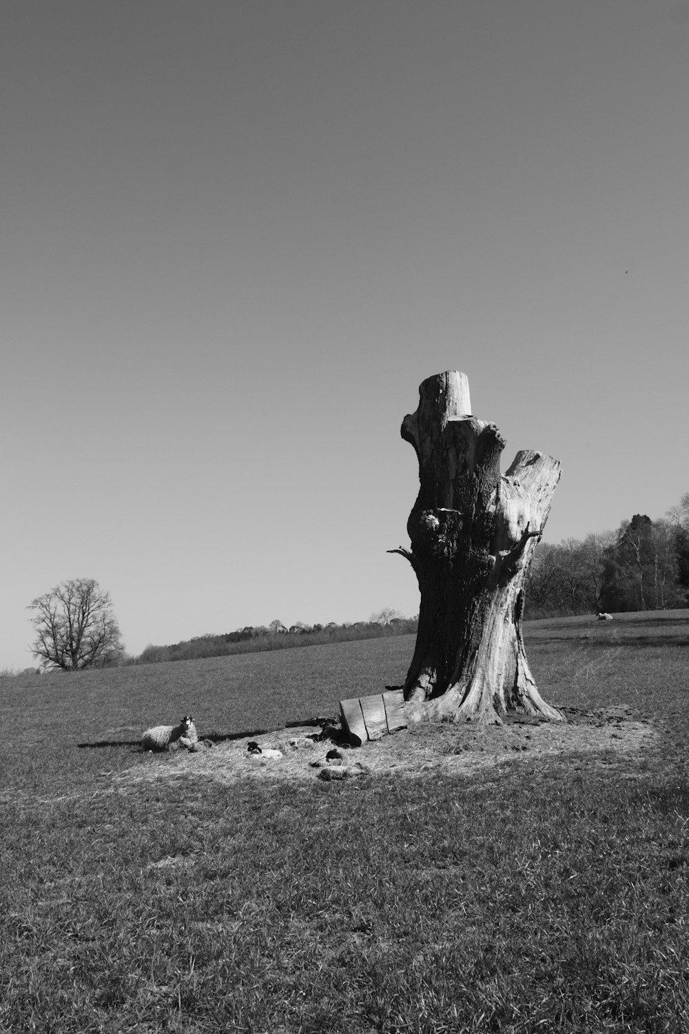 Graustufenfoto eines Baumstammes auf einem Grasfeld