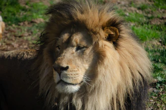 A close-up of a majestic lion resting in golden savannah grass under warm sunlight.