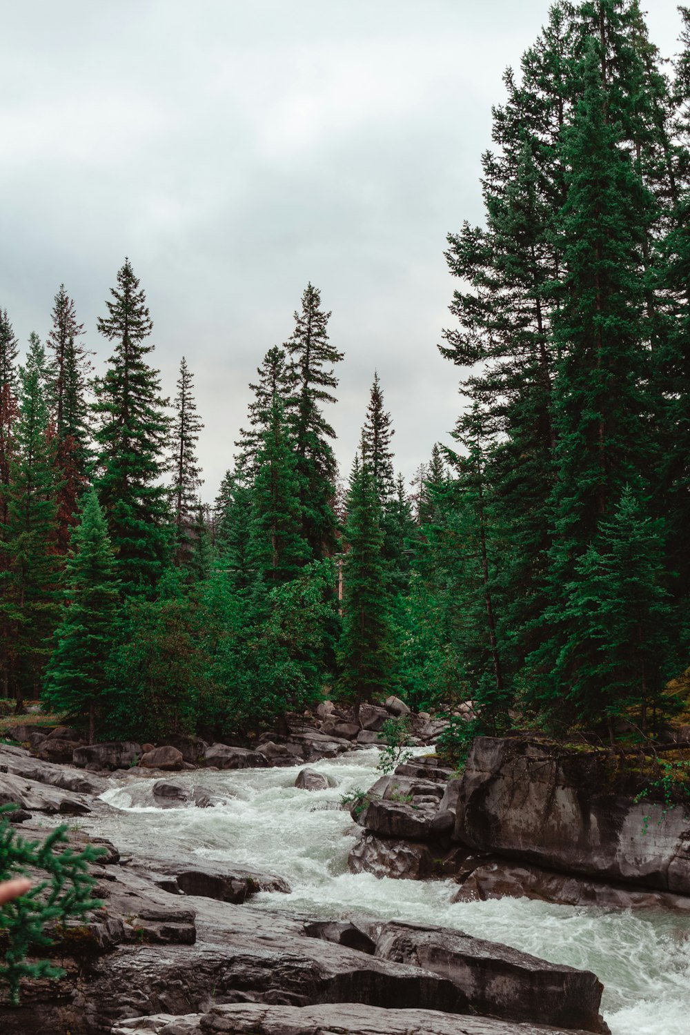 green pine trees near river under cloudy sky during daytime