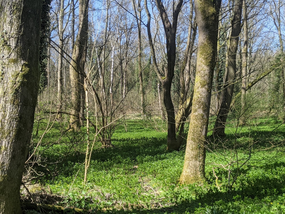 brown trees on green grass field during daytime