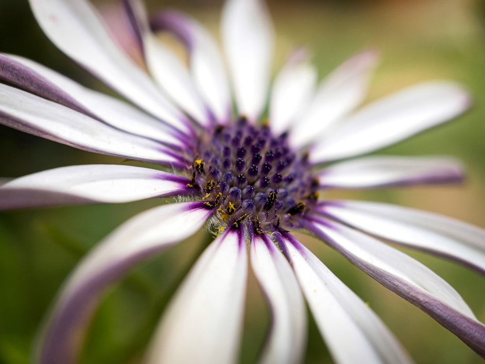 white and black flower in macro photography