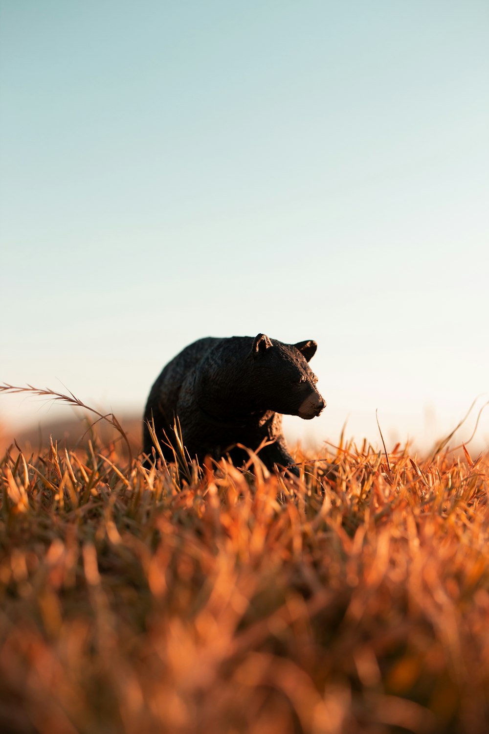 black bear on brown grass during daytime