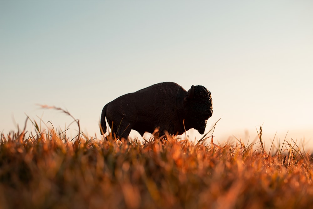 black animal on brown grass field during daytime